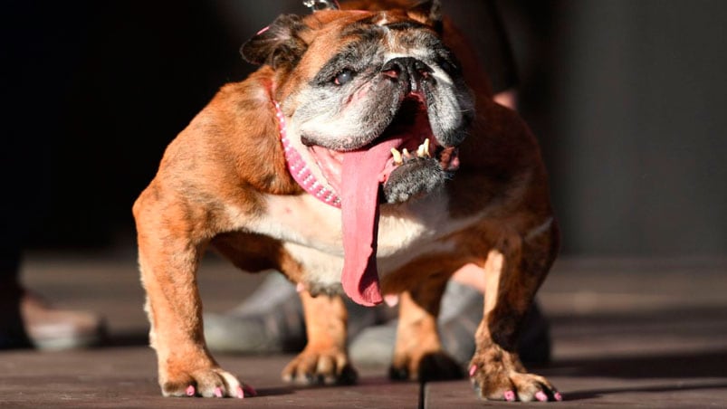 Zsa Zsa, la bulldog inglesa, premiada como la perra más fea.