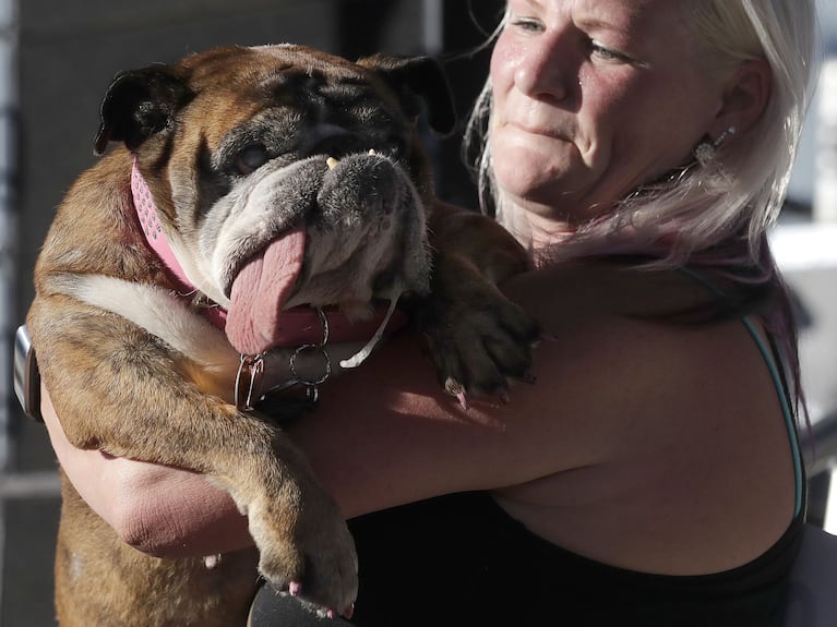 Zsa Zsa, la bulldog inglesa, premiada como la perra más fea.