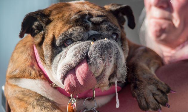 Zsa Zsa, la bulldog inglesa, premiada como la perra más fea.