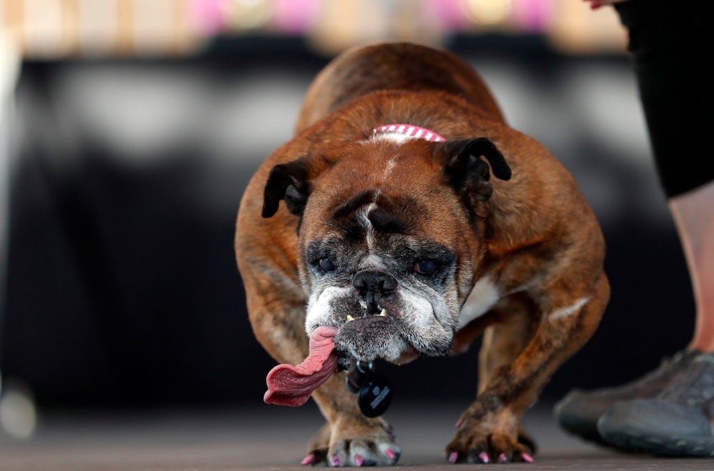 Zsa Zsa, la bulldog inglesa, premiada como la perra más fea del mundo.